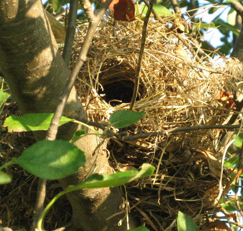 hanging bird nest identification